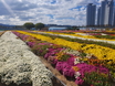 포항 ‘뱃머리마을 국화전시회’ 1일 개막…가을빛 힐링 정원 꽃 만개 !