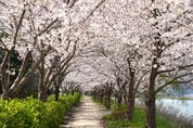 경주 봄꽃 명소 추천 20선