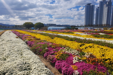 포항 ‘뱃머리마을 국화전시회’ 1일 개막…가을빛 힐링 정원 꽃 만개 !